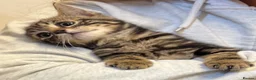 Savannah cats for sale: Stunning Savannah cross kittens, mum TICA reg - Advert 19
