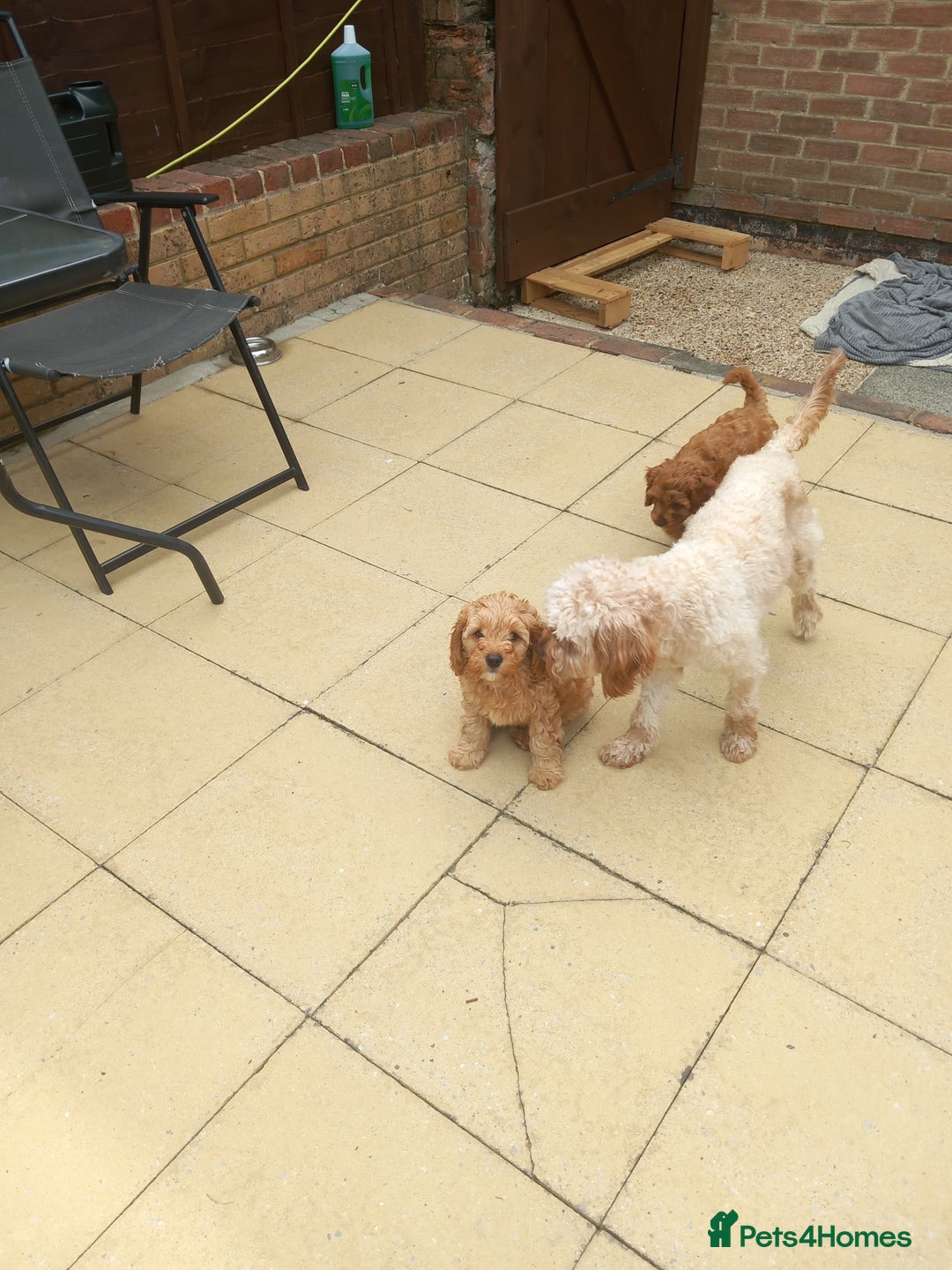 Cavapoo dogs for sale: Cavapoo boy - Image 2