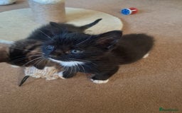 Mixed Breed cats for sale: 3 BEAUTIFUL KITTENS 😸 AVAILABLE STRAIGHT AWAY  - Advert 12