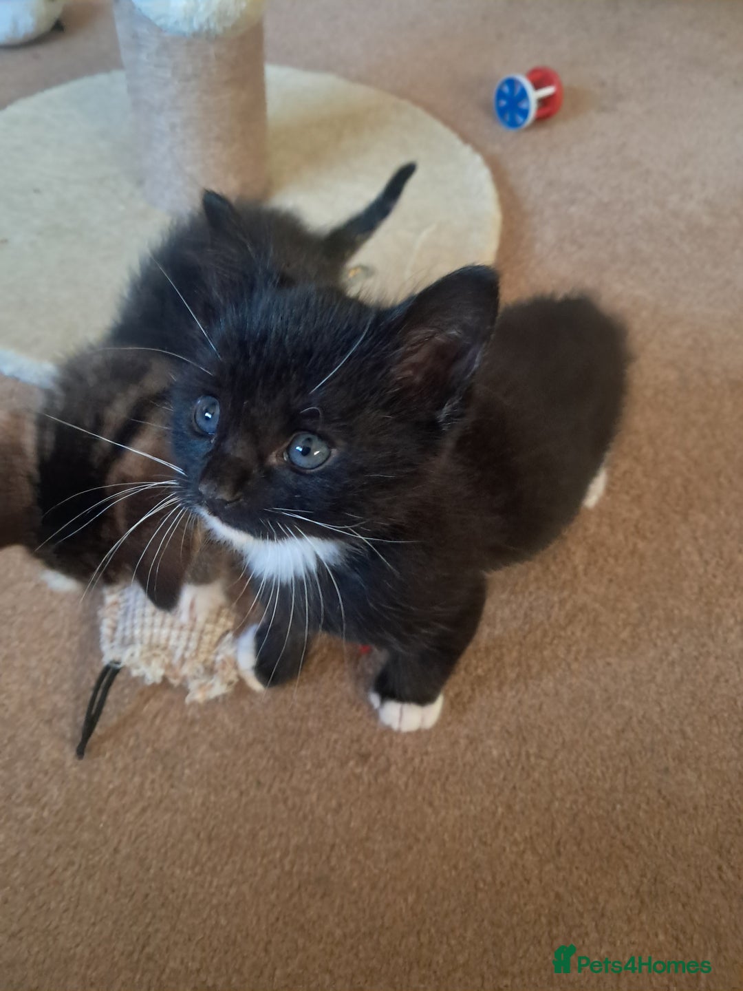 Mixed Breed cats for sale: 3 BEAUTIFUL KITTENS 😸 AVAILABLE STRAIGHT AWAY  - Advert 12