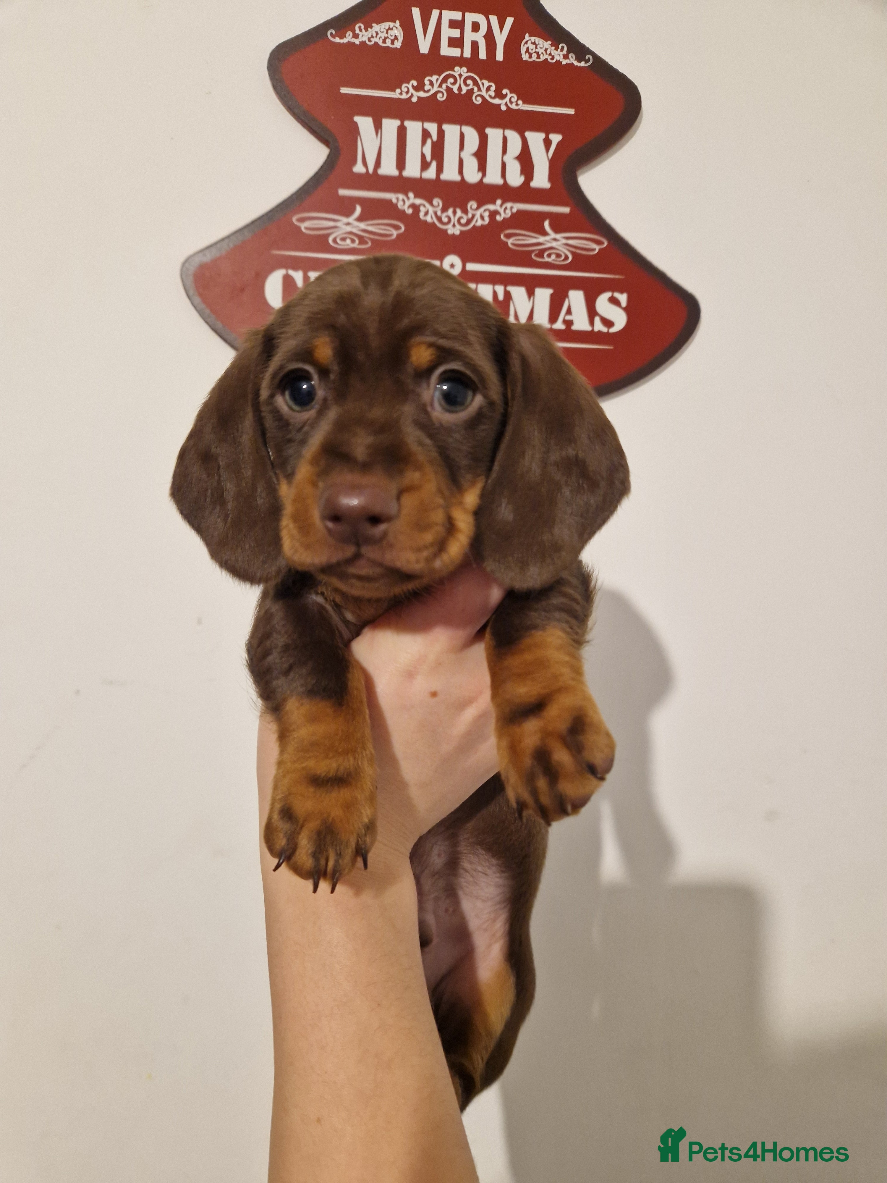 Miniature Dachshund dogs Miniature Smooth Haired Dachshund  - Advert 16