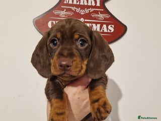 Miniature Dachshund dogs Miniature Smooth Haired Dachshund - Advert 16