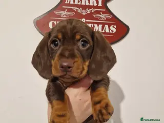 Miniature Dachshund dogs Miniature Smooth Haired Dachshund - Advert 16