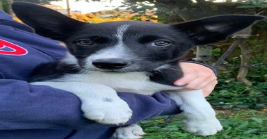 Border Collie dogs - Advert 11