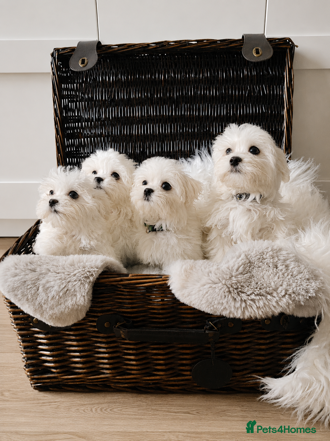 Maltese dogs Maltese  - Advert 2