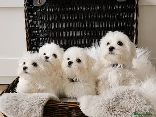 Maltese dogs Maltese - Advert 2