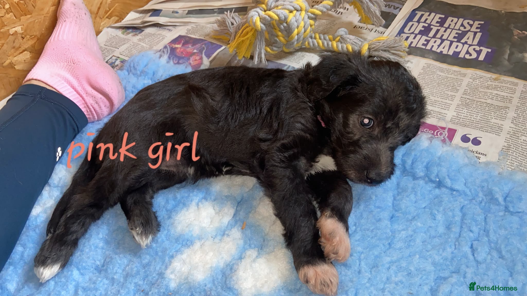 Mixed Breed dogs for sale: Beautiful Bedlington whippet puppies for sale - Advert 2