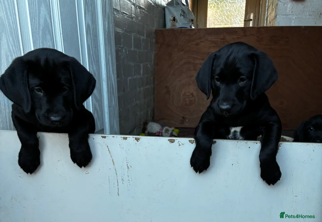 Labrador Retriever dogs for sale: 2 girls 1 boy left ready for their forever homes - Advert 1