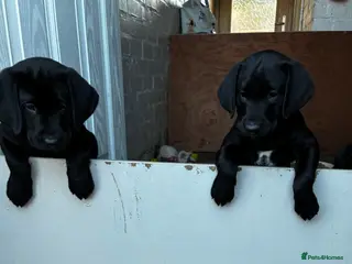 Labrador Retriever dogs 2 girls 1 boy left ready for their forever homes - Advert 6