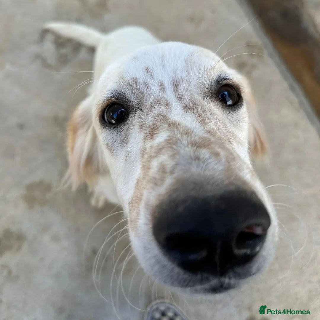 Mixed Breed dogs for adoption: Roo (Spaniel/Setter mix) - Image 2