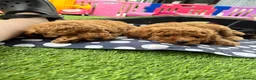 Miniature Poodle dogs for stud: Small RKC registered Miniature Phantom Poodle - Advert 33