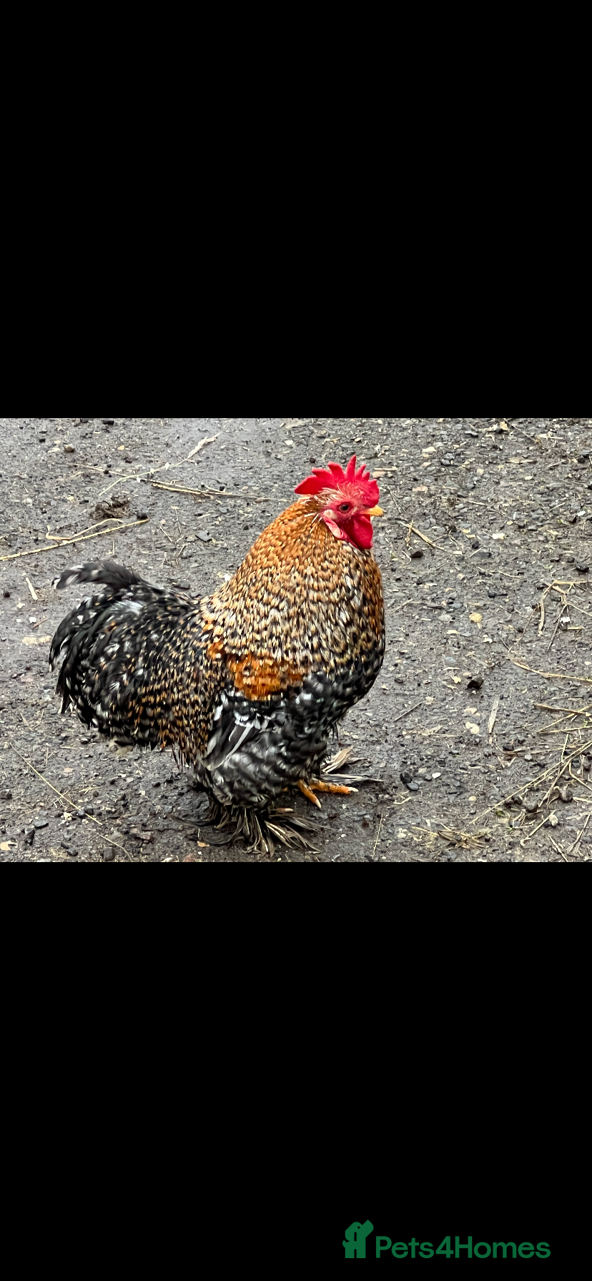 Chickens poultry Pekin bantam cockerel  - Advert 2