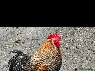Chickens poultry Pekin bantam cockerel - Advert 2