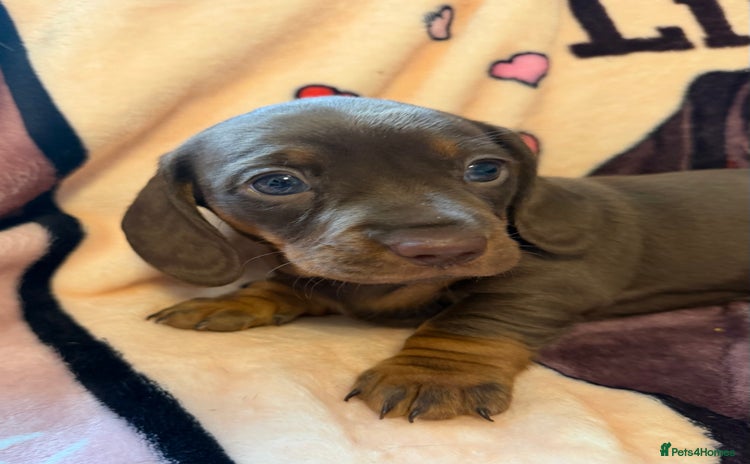 Miniature Dachshund dogs - Advert 8