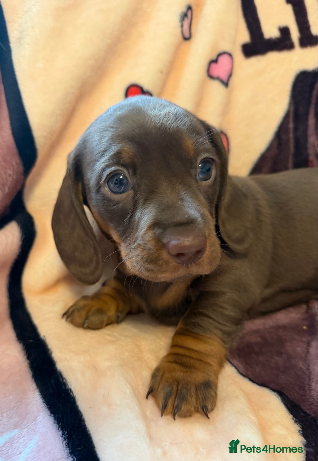 Miniature Dachshund dogs for sale: PRA Clear, KC Reg Miniature Dachshund Girl - Image 1