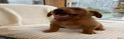 Labrador Retriever dogs for sale: Stunning fox Red Labrador pup - Advert 6