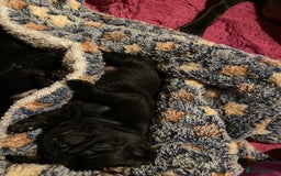 Pug dogs for sale: Beautiful kc Black pug pups - Image 3