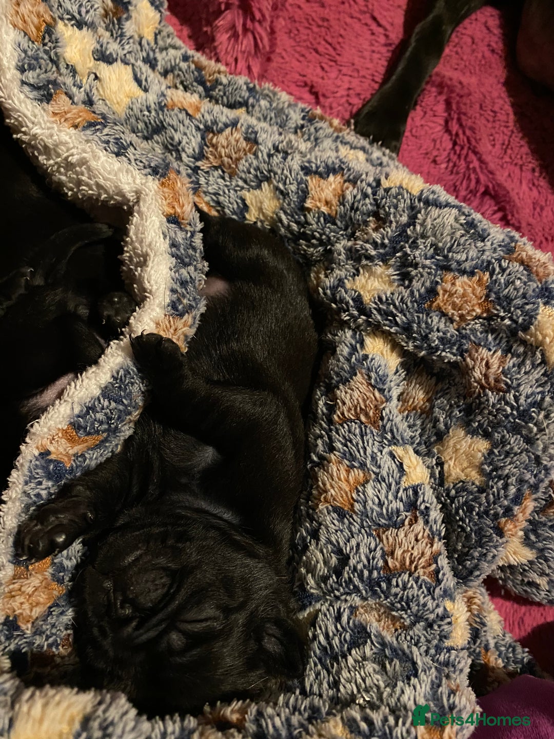 Pug dogs for sale: Beautiful kc Black pug pups - Image 3
