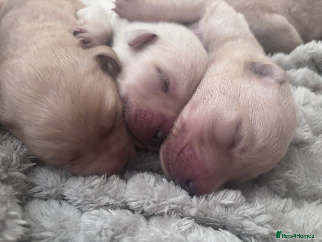 Mixed Breed dogs for sale: Beautiful litter of golden labradoodles - Image 11