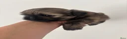 Shih Tzu dogs for sale: Imperial Shih Tzu girl  - Advert 3