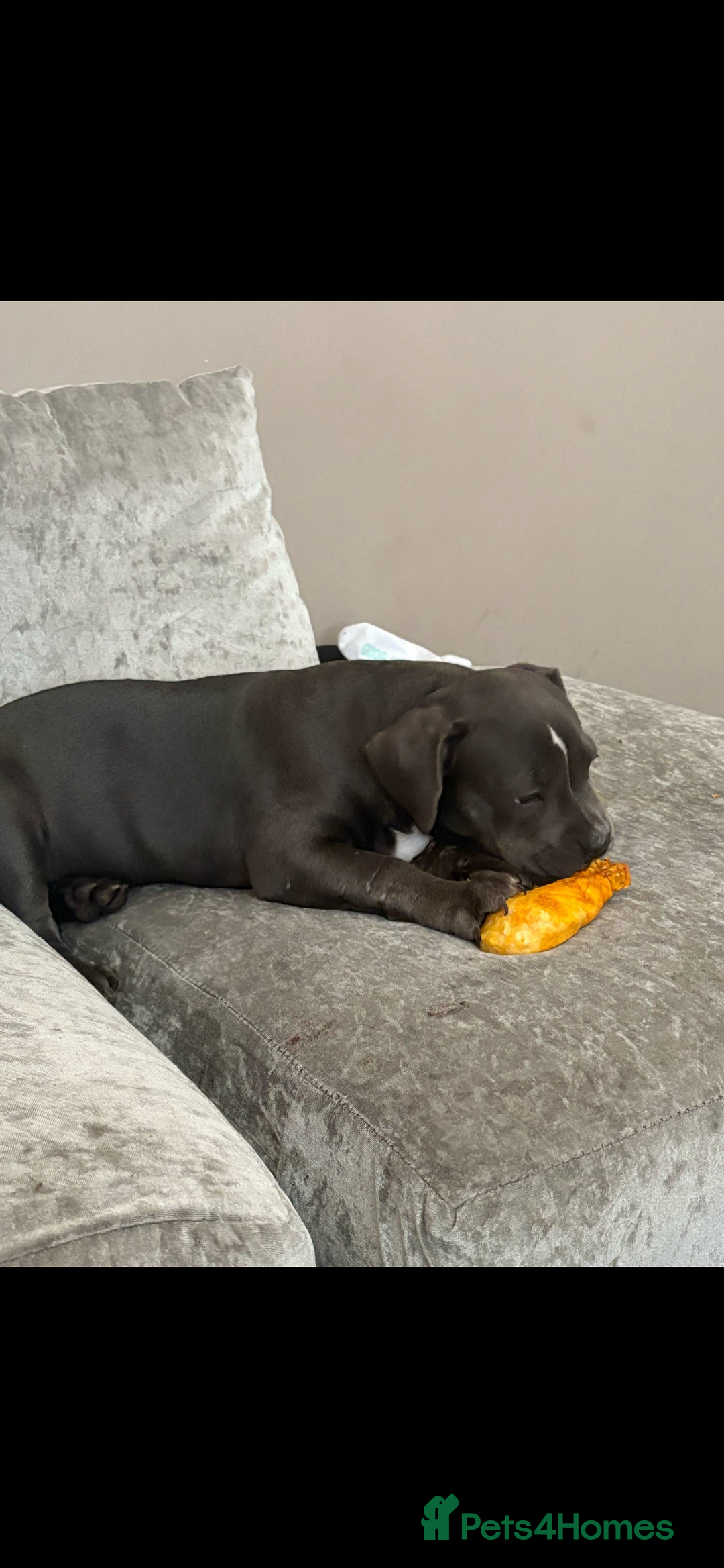 American Bully dogs for sale: Female bully  - Advert 2