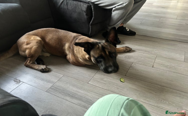Belgian Shepherd Dog dogs - Advert 1