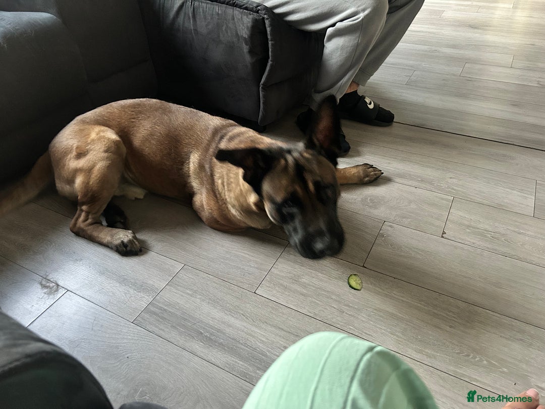 Belgian Shepherd Dog dogs for sale: Belgium Shepard  - Image 1