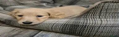 Miniature Dachshund 3