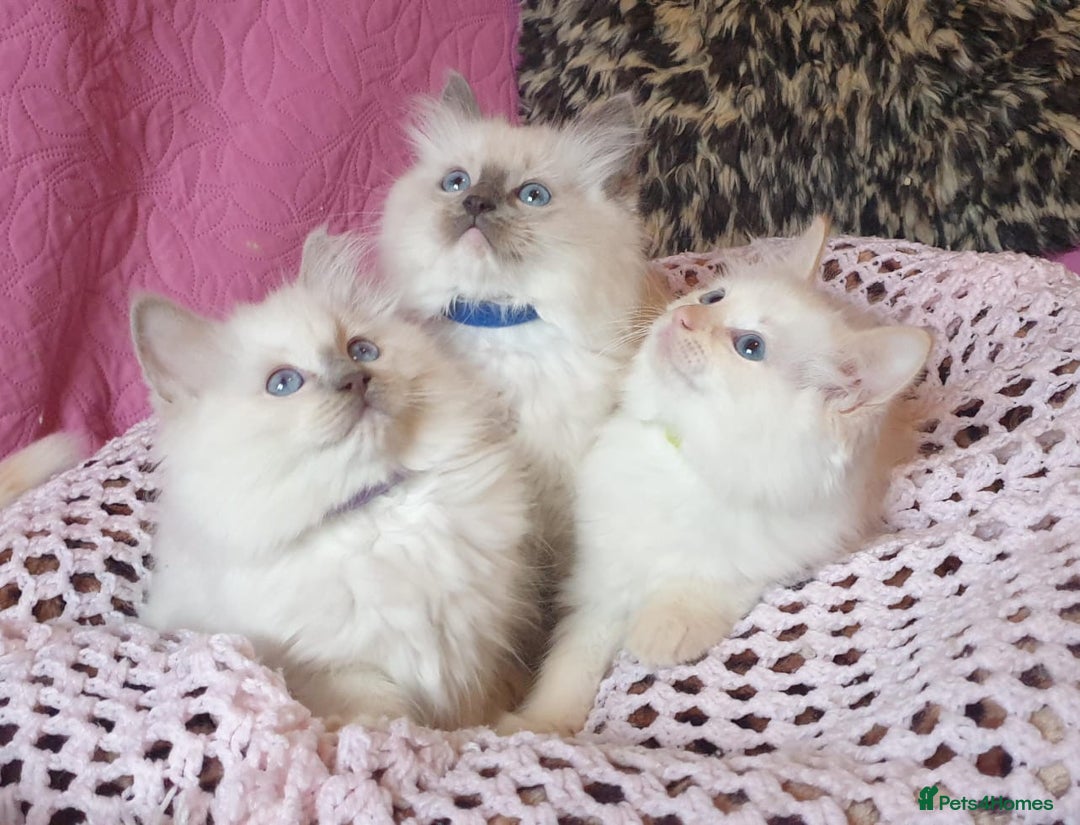 Ragdoll cats for sale: 💖Beautiful GCCF Registered Ragdoll Kittens. - Image 28