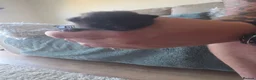 Mixed Breed cats for sale:  BEAUTIFUL RUSSIAN BLUE X BSH KITTENS  - Advert 21