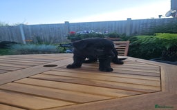 German Shepherd dogs for sale: Blue German shepherds for sale - Image 9