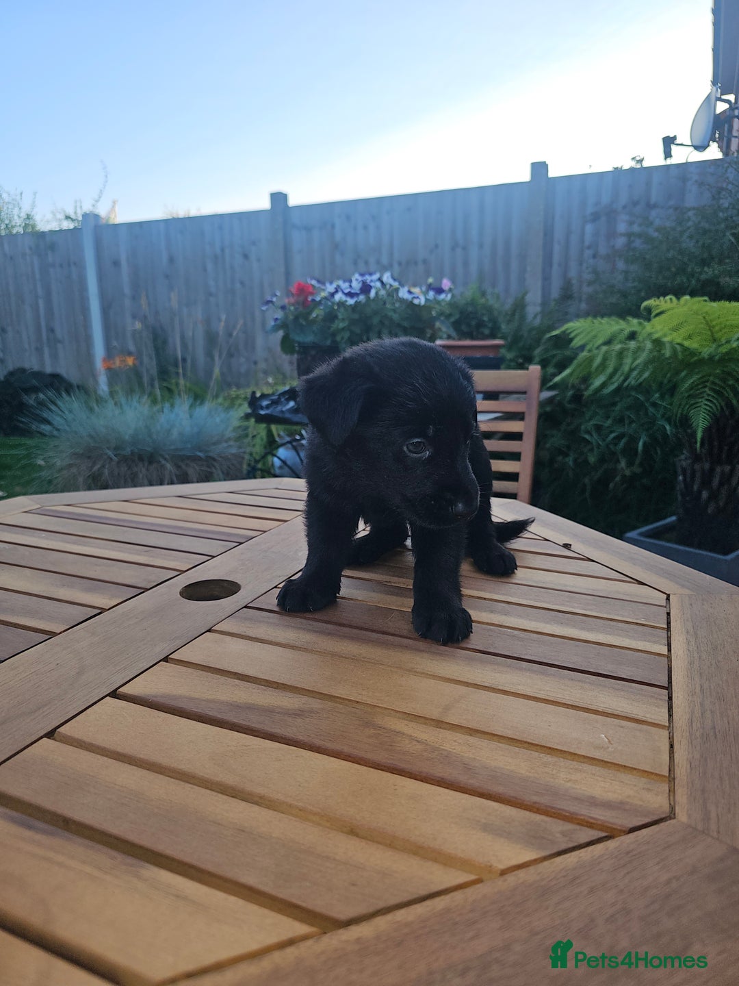 German Shepherd dogs for sale: Blue German shepherds for sale - Image 9