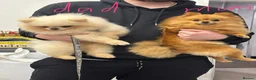 Pomeranian dogs for sale: Tiny Teddy Bear Face Cream Pomeranian Girl - Advert 12