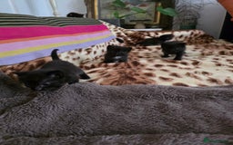 Ragdoll cats for sale: Beautiful Ragdoll X kittens - Image 17