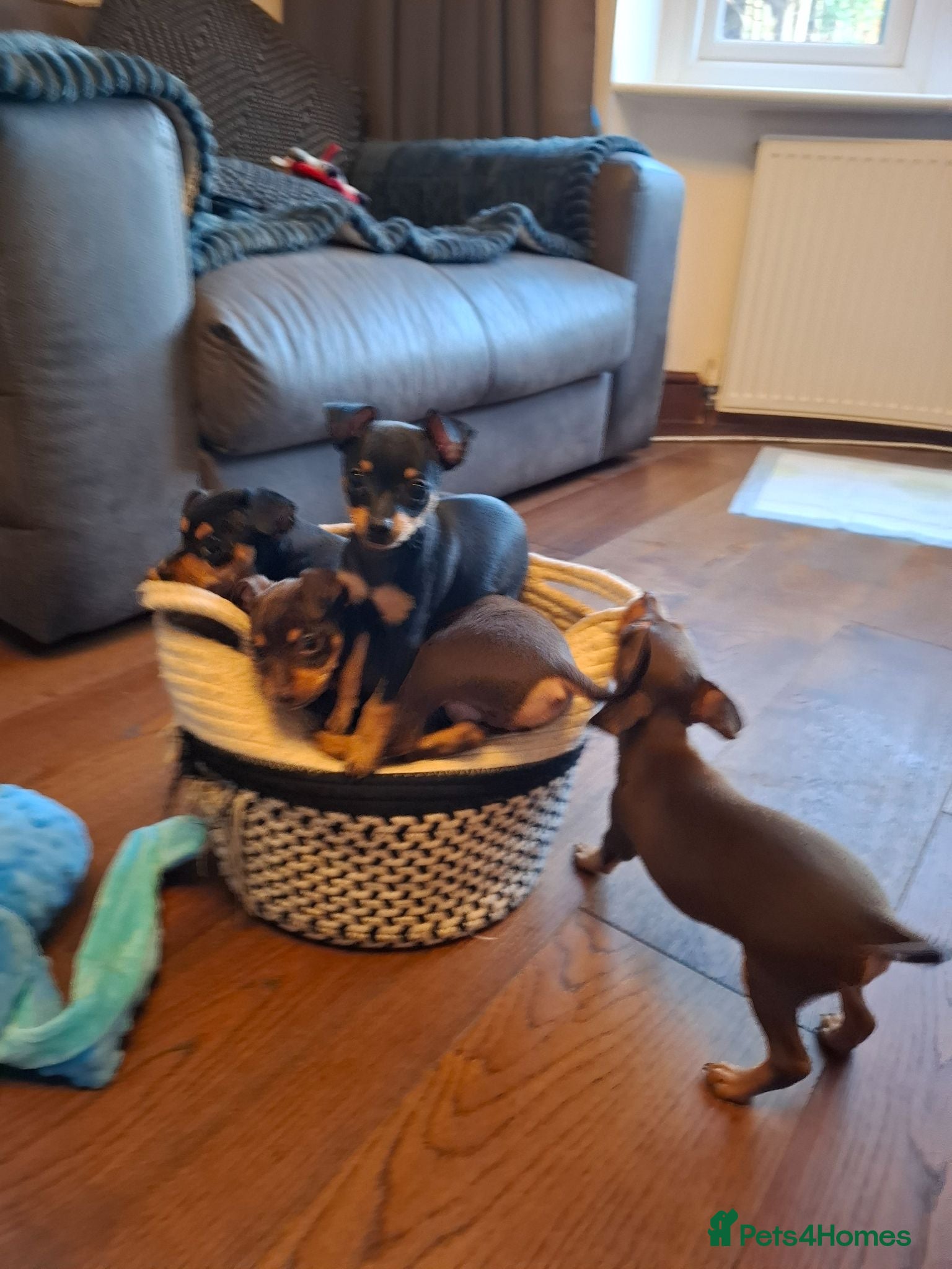 Mixed Breed dogs Russian Toy Terrier x Miniature Pinscher Puppies - Advert 7