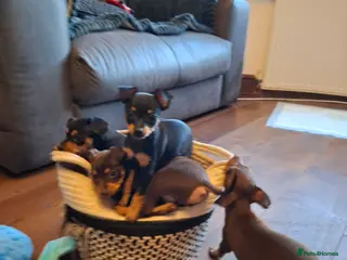 Mixed Breed dogs Russian Toy Terrier x Miniature Pinscher Puppies - Advert 1