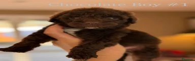 Bordoodle 1