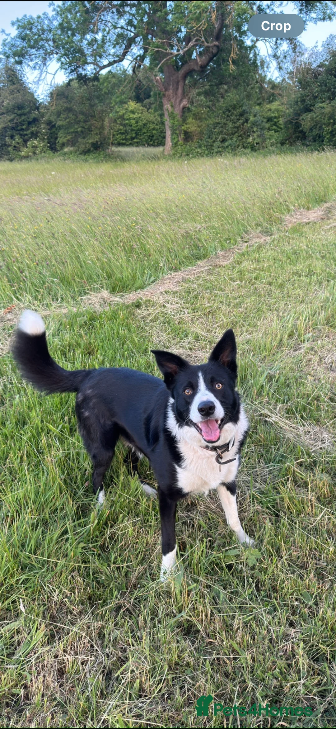 Border Collie dogs for stud: Proven Border Collie Stud | Strong Working Lines  - Advert 22