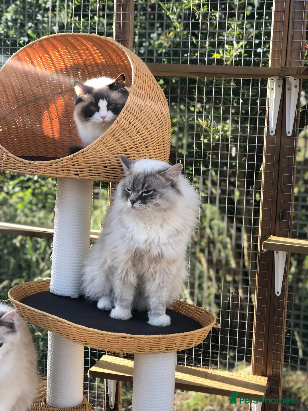 Ragdoll cats for stud: GCCF reg Active Blue Tabby stud in Doncaster - Advert 4