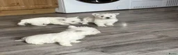 West Highland Terrier dogs for sale: Stunning Health Tested Puppies in Oldham - Advert 2