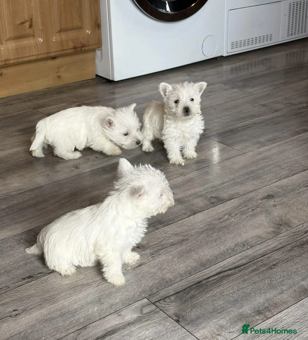 West Highland Terrier dogs for sale: Stunning Health Tested Puppies in Oldham - Advert 2