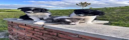 Border Collie dogs for sale: Beautiful Border Collie Puppies  - Advert 7