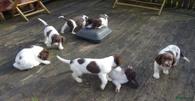 English Springer Spaniel dogs - Advert 1