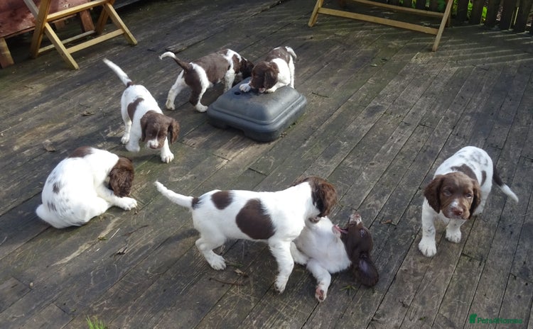 English Springer Spaniel dogs - Advert 8