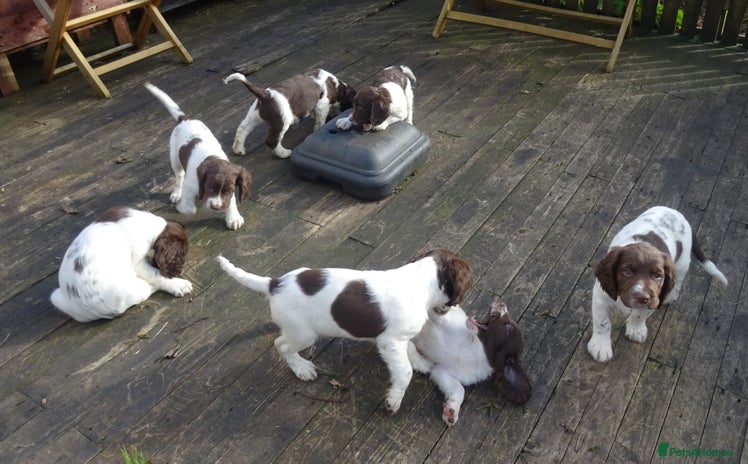 English Springer Spaniel dogs - Advert 5