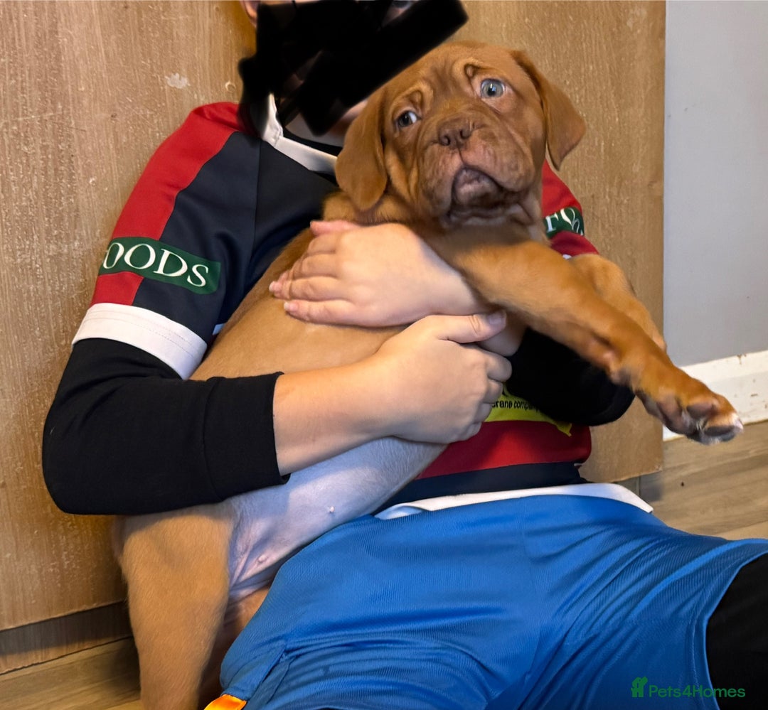 Dogue De Bordeaux dogs for sale: Ready to go last Outstanding Chunky KC DDB Puppy - Advert 5