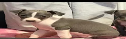 Italian Greyhound dogs for sale: Italian Greyhound Puppies - Advert 6