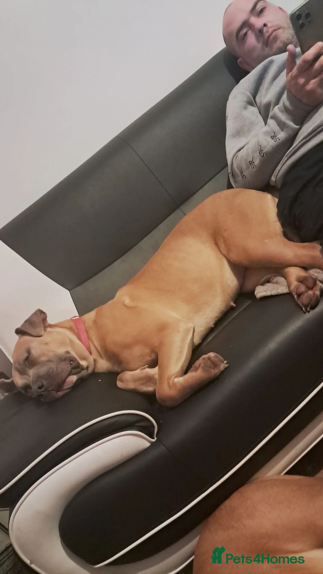 Mixed Breed dogs for sale: Rebel & Nala - Advert 10
