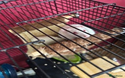 Rat rodents for sale: Free to good home - Advert 4