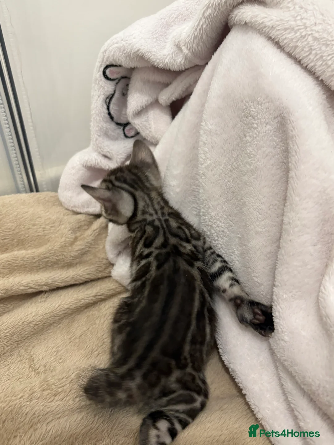 Bengal cats for sale: Adorable Bengal Babies Looking for Forever Homes - Advert 6